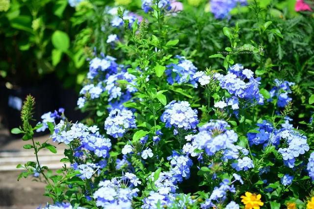 花架与爬藤组CP美翻你的威客电竞小院子(图2)