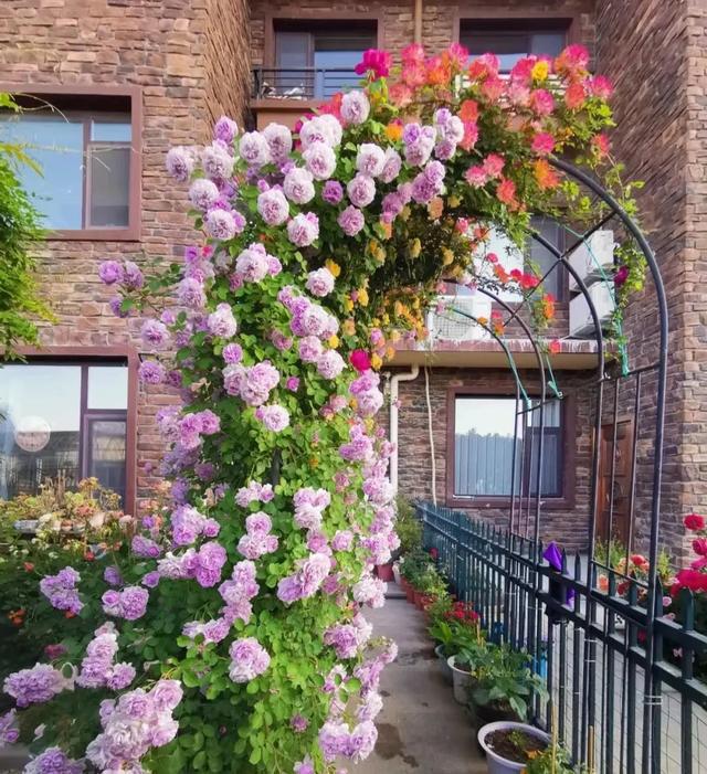 花架与爬藤组CP美翻你的威客电竞小院子(图1)