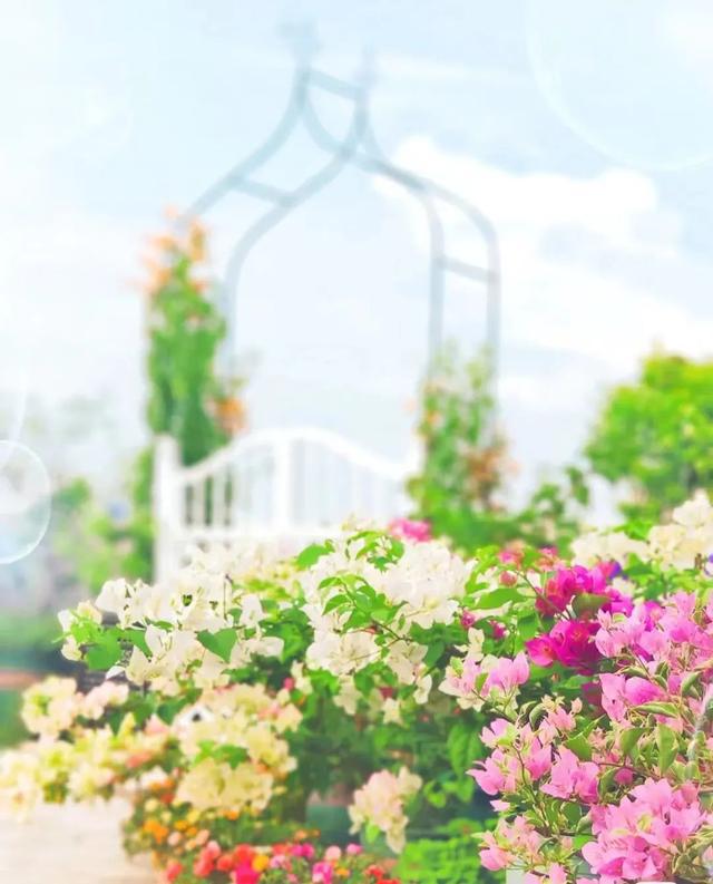 花架与爬藤组CP美翻你的威客电竞小院子(图3)