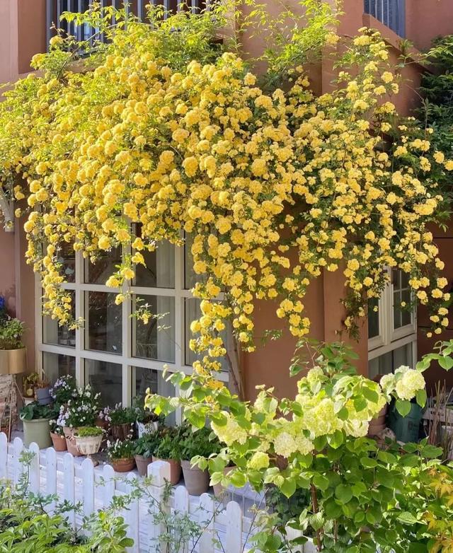 花架与爬藤组CP美翻你的威客电竞小院子(图5)