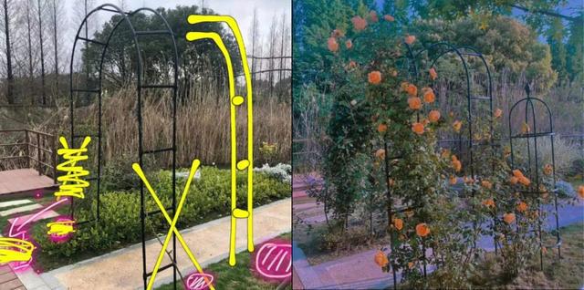 花架与爬藤组CP美翻你的威客电竞小院子(图6)