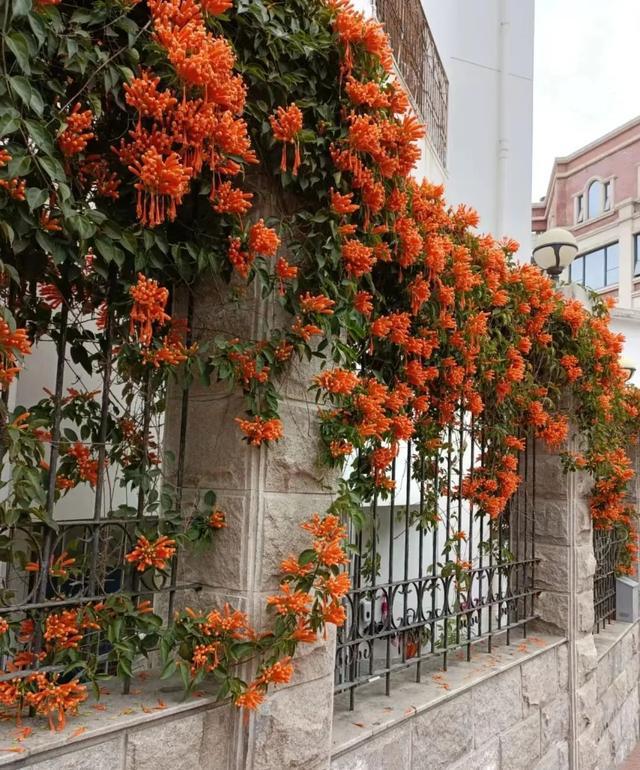 花架与爬藤组CP美翻你的威客电竞小院子(图4)