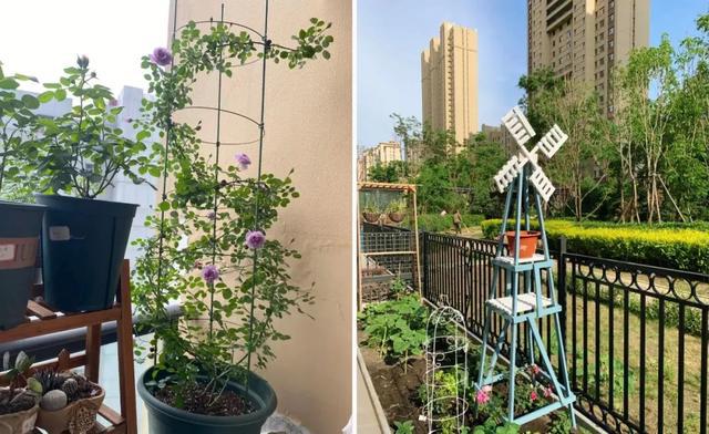 花架与爬藤组CP美翻你的威客电竞小院子(图10)