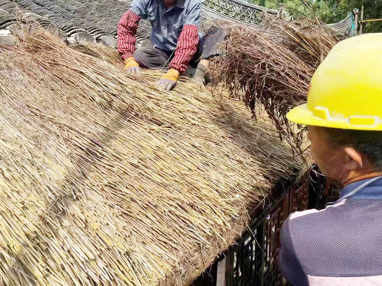 选用天然野生老红草 冶春水榭屋威客电竞顶修缮完成(图1)
