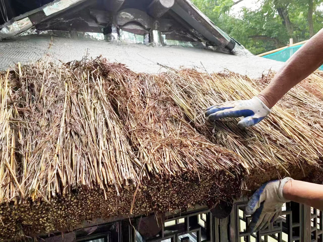 选用天然野生老红草 冶春水榭屋威客电竞顶修缮完成(图2)
