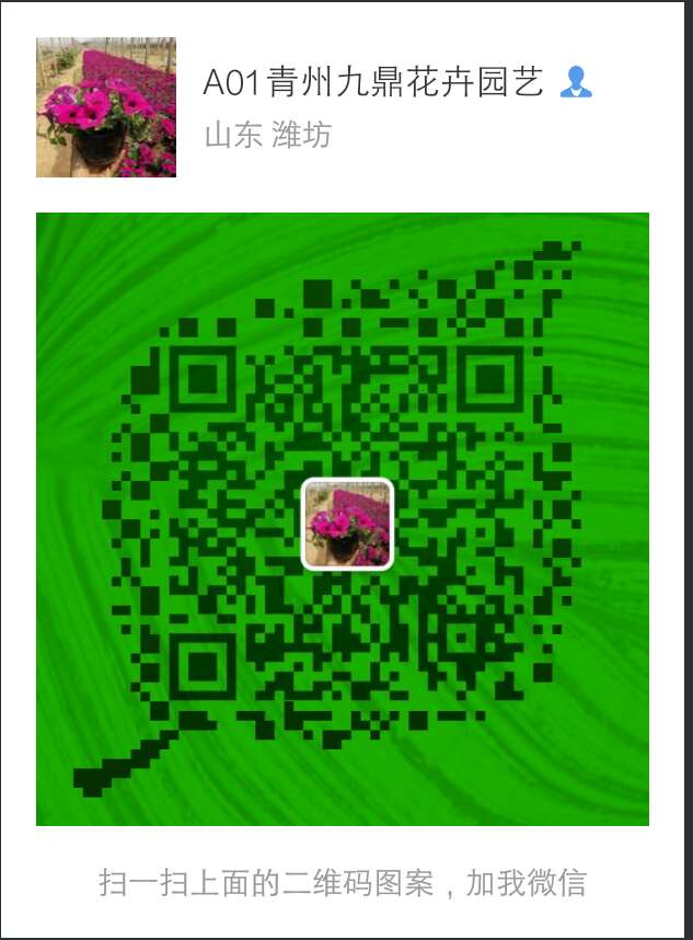 营养袋防腐威客电竞木花箱盆栽苗价格(图1)