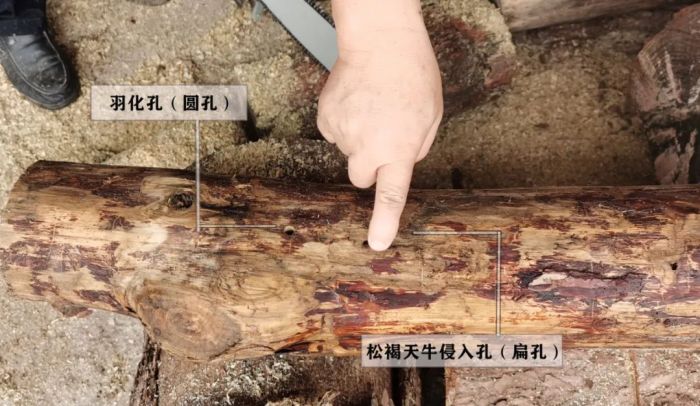 威客电竞一批松木暗藏玄机！桂林破获首例这类案件(图1)
