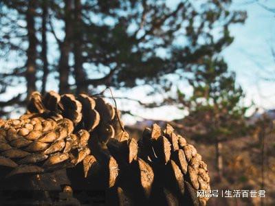 威客电竞公园里的松树为什么没松子？一个从小困惑到大的谜题(图1)