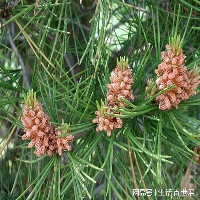 威客电竞公园里的松树为什么没松子？一个从小困惑到大的谜题(图2)