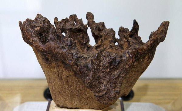 威客电竞世界十大沉香排名 全球最好的沉香的种类介绍及排名(图3)