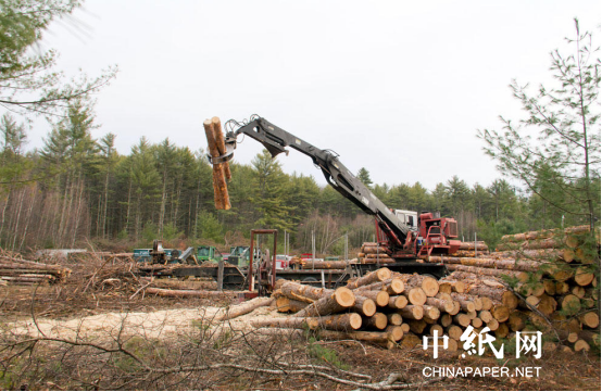 全球木材行业遭受运威客电竞输冲击 中国木材市场压力与潜力并存(图3)