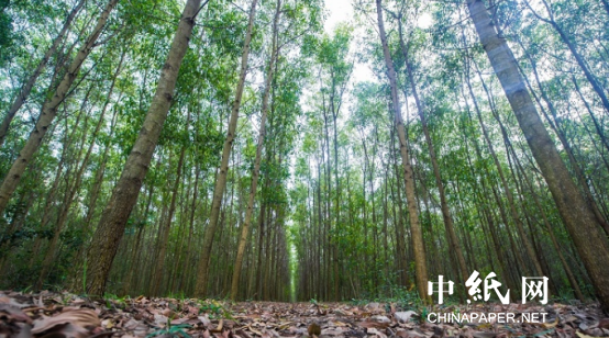越南：计划种植更大型树种以提高木材产威客电竞品出口(图2)